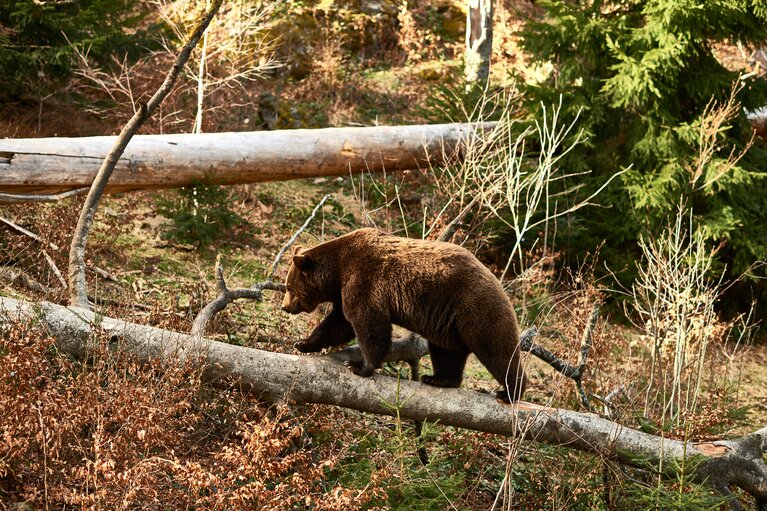 Ein Braunbär balanciert auf einem umgefallenen Baumstamm | © Bodenmais Tourismus & Marketing GmbH