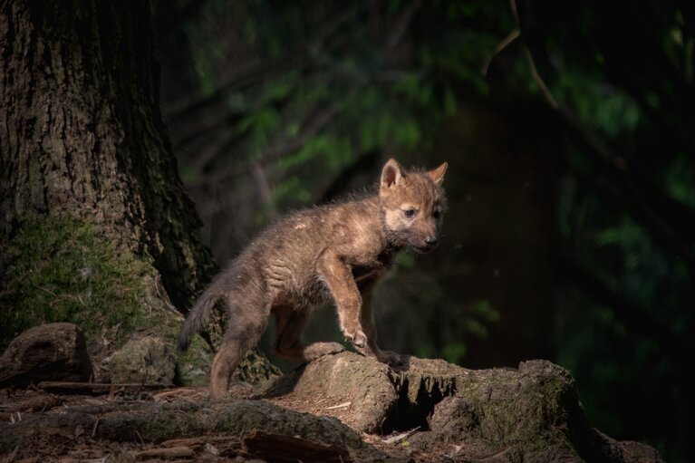Ein Wolf Welpe steht im Wald und beobachtet etwas, das im Bild nicht zu sehen ist. | © Bodenmais Tourismus & Marketing GmbH