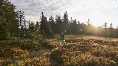 Ein Läufer rennt durch eine mit Heidelbeersträuchern bewachsene Waldlichtung auf einem schmalen Weg. Durch Baumwipfel hindurch scheint die Sonne.  | © Bodenmais Tourismus & Marketing GmbH