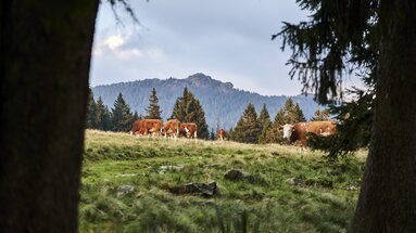 Auf einer hochgelegenen Weide im Wald stehen Kühe. | © Bodenmais Tourismus & Marketing GmbH