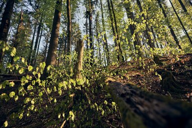 Natur im Wald | © Bodenmais Tourismus & Marketing GmbH