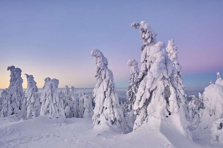 Die Nadelbäume am Großen Arber sind komplett vom Schnee bedeckt und biegen sich teilweise. Hinter ihnen geht die Sonne auf und färbt den Himmel lila. | © Bodenmais Tourismus & Marketing GmbH
