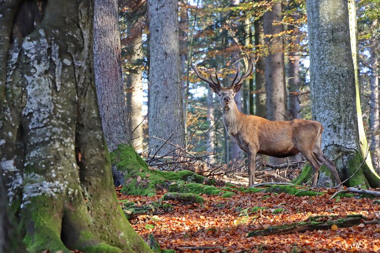 Ein Hirsch steht im Wald und schaut interessiert Richtung Kamera. | © Bodenmais Tourismus & Marketing GmbH