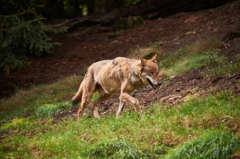 Ein Wolf mit offenem Maul streift durch den Wald. | © Bodenmais Tourismus & Marketing GmbH