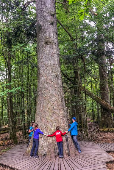 Eine Gruppe von mindestens fünf Personen hält sich an den Händen und umarmt einen sehr dicken Baum | © Sandra Schröngham