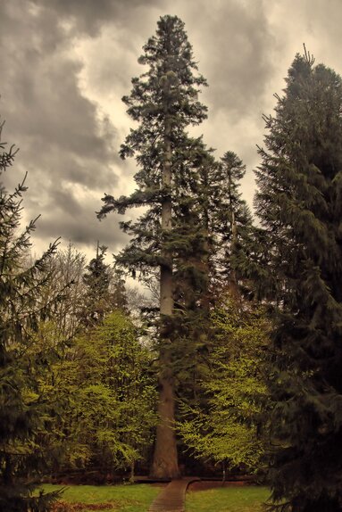 Eine sehr große Tanne ragt über alle anderen Bäume hinaus. Am Stamm führt ein Weg entlang | © Durch_d_Linsn_gluad
