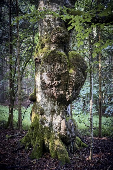 Aus einem mit Moos bewachsenem Stamm wachsen bizarre Formen. | © Bodenmais Tourismus & Marketing GmbH