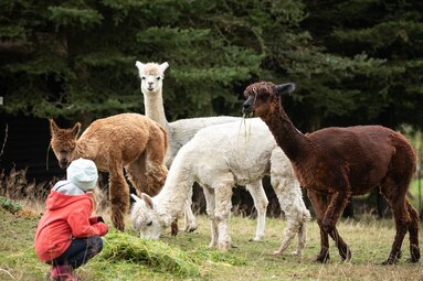 a girl sits in a crouch in front of four alpacas in a pasture. | © Bodenmais Tourismus & Marketing GmbH
