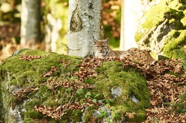 Ein Luchs liegt auf einem mit Moss bewachsenem Felsen. Auf dem Stein liegt Laub. | © Bodenmais Tourismus & Marketing GmbH