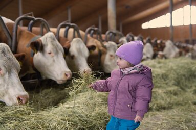 Ein Kind hält Kühen im Stall ein Büschel Stroh hin. | © Bodenmais Tourismus & Marketing GmbH