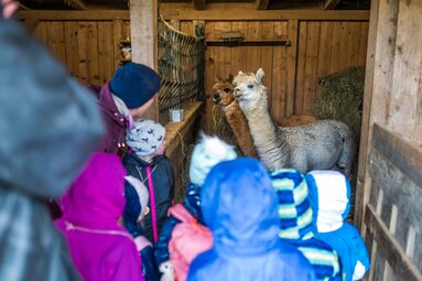 Einige Kinder mit Regenjacke schauen in eine Stall, in welchem zwei Alpakas stehen. Eines ist braun und kaut gerade auf Heu und das andere ist weiß. | © Bodenmais Tourismus & Marketing GmbH