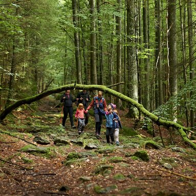 Mehrere Erwachsene und Kinder wandern durch einen Wald. Der Boden ist mit Laub bedeckt. Vor ihnen steht ein umgeknickter, mit Moos bewachsener, Baum, der aussieht wie ein Bogen. | © Bodenmais Tourismus & Marketing GmbH