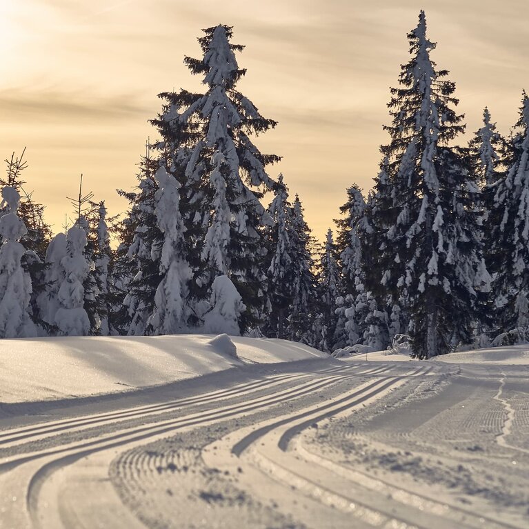 Eine frisch gespurte Loipe führt aus dem verschneiten Wald. Die Sonne hinter den Wolken taucht die Landschaft in oranges Licht. | © Bodenmais Tourismus & Marketing GmbH