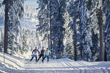 Drei Langläufer skaten auf einer Loipe, die durch einen komplett weiß eingeschneiten Wald führt. | © Bodenmais Tourismus & Marketing GmbH