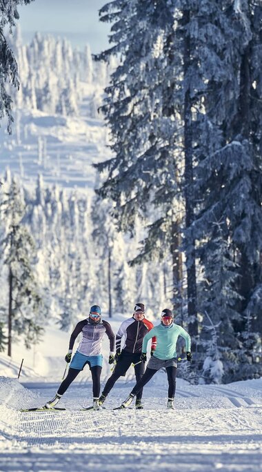 Drei Langläufer skaten auf einer Loipe, die durch einen komplett weiß eingeschneiten Wald führt. | © Bodenmais Tourismus & Marketing GmbH