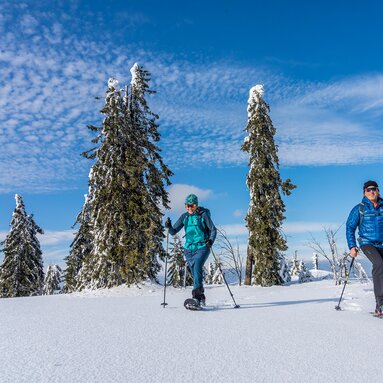 Zwei Schneeschuhwanderer laufen über den Schneebedeckten Boden, in dem noch keinerlei Spuren zu sehen sind. Hinter ihnen stehen Nadelbäume und der Himmel strahlt blau. | © Bodenmais Tourismus & Marketing GmbH