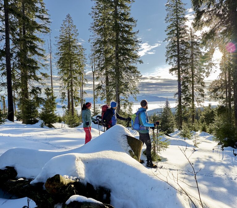 Drei Schneeschuhwanderer stehen im Wald. Der Boden ist mit Schnee bedeckt, die Sonne scheint und die Wanderer schauen in durch die Bäume ins Tal. | © Bodenmais Tourismus & Marketing GmbH