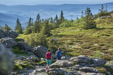 Ein Paar wandert auf einem felsigen Weg am Großen Arber auf eine mit Moos und Heidelbeersträucher bewachsene Freifläche zu. | © Bodenmais Tourismus & Marketing GmbH