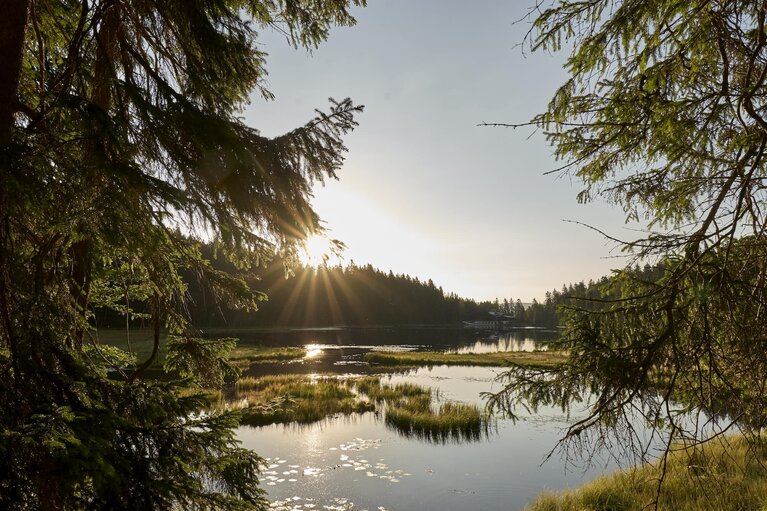 Durch zwei Bäume hindurch blickt man auf das stille Wasser des Großen Arbersees, in dem sich die Sonne reflektiert. | © Bodenmais Tourismus & Marketing GmbH