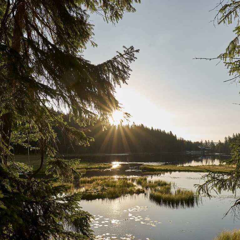 Durch zwei Bäume hindurch blickt man auf das stille Wasser des Großen Arbersees, in dem sich die Sonne reflektiert. | © Bodenmais Tourismus & Marketing GmbH