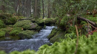 Durch einen moosigen Wald fließt ein Bach. | © Bodenmais Tourismus & Marketing GmbH