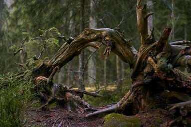 In einem regennassen Wald steht eine gewundenen und seltsam verformte Baumwurzel. | © Bodenmais Tourismus & Marketing GmbH