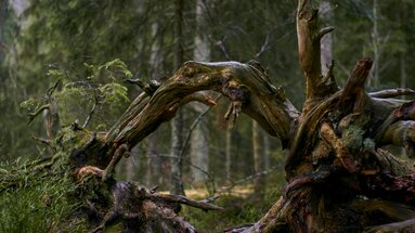 In einem regennassen Wald steht eine gewundenen und seltsam verformte Baumwurzel. | © Bodenmais Tourismus & Marketing GmbH