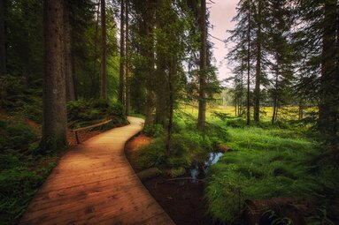 In dem mystisch anmutenden Wald am Großen Arbersee verläuft ein hölzerner Bohlenweg  | © Bodenmais Tourismus & Marketing GmbH
