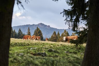 Auf einer Weide stehen Kühe | © Bodenmais Tourismus & Marketing GmbH