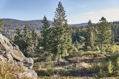 Von einer erhöhten Position blickt man in einen lichten Wald. In etwas Entfernung auf einem schmalen Weg läuft ein Mann. | © Bodenmais Tourismus & Marketing GmbH