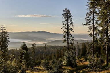 Durch einen lichten Wald blickt man ins Tal hinab, in dem der Nebel liegt. | © Bodenmais Tourismus & Marketing GmbH