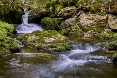 Der Moosbach fließt durch den grünen Wald. | © Woidlife