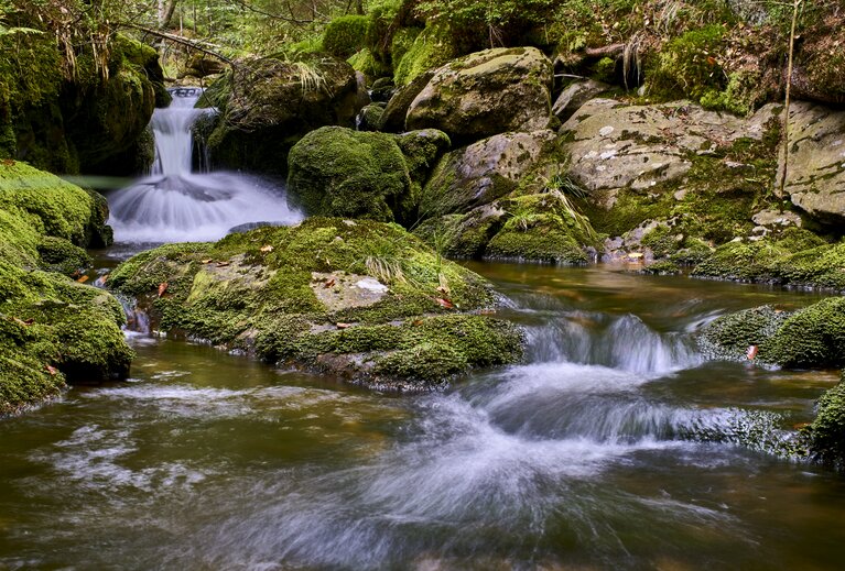 Der Moosbach fließt durch den grünen Wald. | © Woidlife