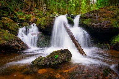 In einem moosigen, schon etwas herbstlichem Wald fällt ein Wasserfall in ein Becken. Darin steht ein umgestürzter Baumstamm. | © Bodenmais Tourismus & Marketing GmbH